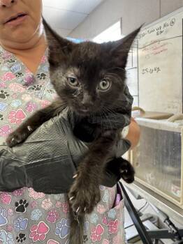 Rescue Domestic Short Hair Cats for Adoption in Stockton, California - VIOLET | PetCurious