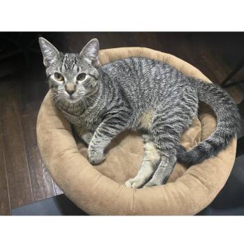 Quinnie 9 -  Domestic Short Hair Cat for Adoption in Austin, Texas - Quinnie 9 | PetCurious