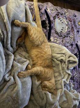 Arley -  Domestic Short Hair Cat Available for Adoption in Hopewell, Virginia - Arley | PetCurious