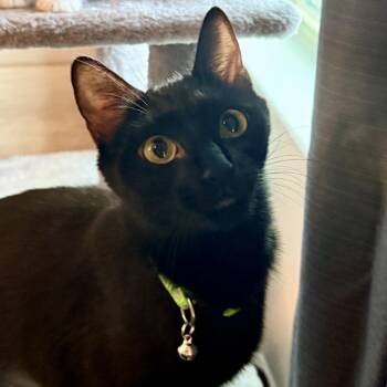 Domestic Short Hair Cats Available for Adoption in Richmond, Virginia - Wineberry | PetCurious