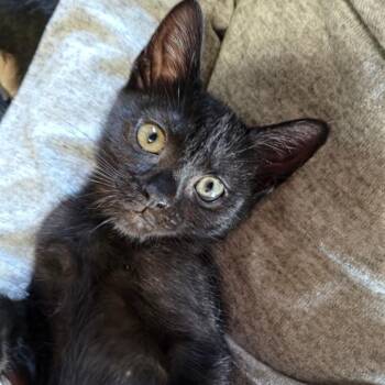 Danny -  Domestic Short Hair Cat for Adoption in La Grange, Kentucky - Danny | PetCurious