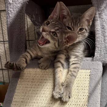 CHRISTIE & CINDY L -SUPERMODEL SISTERS -  Tabby Cat for Adoption in New York, New York - CHRISTIE & CINDY L -SUPERMODEL SISTERS | PetCurious