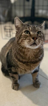 Rescue Domestic Short Hair and Tabby Cats for Adoption in Randolph, Massachusetts - Sonny | PetCurious