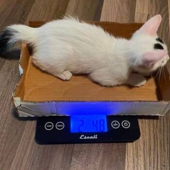 Gertrude -  Domestic Short Hair Cat for Adoption in Austin, Texas - Gertrude | PetCurious