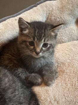 Rescue Tabby Cats for Adoption in Winnipeg, Manitoba - Clove | PetCurious