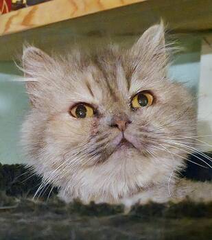 Persian Cats Available for Adoption in Converse, Texas - Bertha | PetCurious