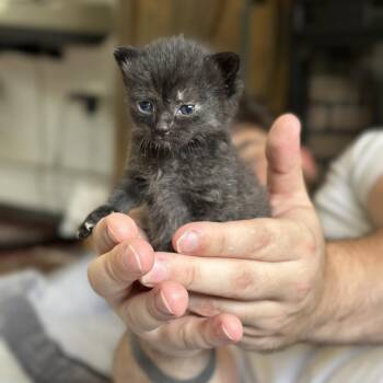 Pork -  Domestic Short Hair Cat for Adoption in Providence, Rhode Island - Pork | PetCurious