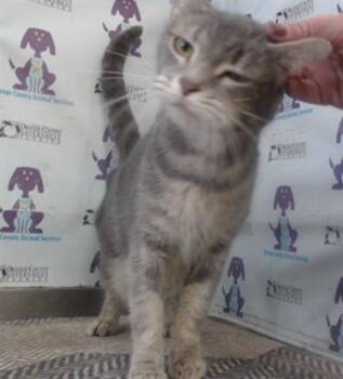 Domestic Short Hair Cats Available for Adoption in Orlando, Florida - A594167 | PetCurious