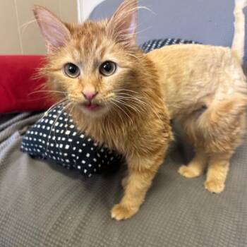 Domestic Short Hair Cats Available for Adoption in Buffalo, Minnesota - Lasagna *Meet Me At Plymouth Petsmart* | PetCurious