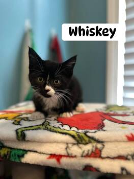 Whiskey -  Domestic Short Hair Cat for Adoption in Clarksville, Tennessee - Whiskey | PetCurious