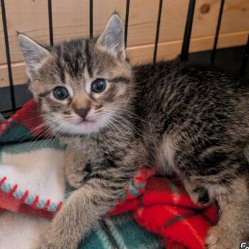 Domestic Short Hair Cats Available for Adoption - Asher | PetCurious