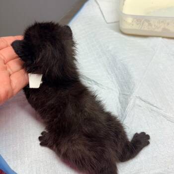 Carl -  Domestic Short Hair Cat for Adoption in Brevard, North Carolina - Carl | PetCurious