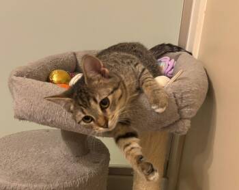Rescue Domestic Short Hair Cats for Adoption in Leesburg, Virginia - Tina | PetCurious