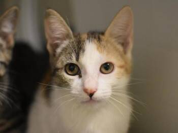 Domestic Short Hair Cats Available for Adoption in Portland, Oregon - Lucky | PetCurious
