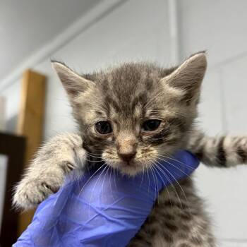 Yahtzee -  Domestic Short Hair Cat for Adoption in Summerville, South Carolina - Yahtzee | PetCurious