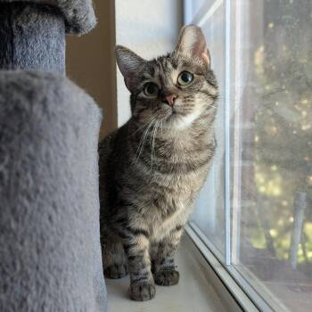 Pippi (bonded with Greyson) -  Domestic Short Hair and Tabby Cat for Adoption in Fort Worth, Texas - Pippi (bonded With Greyson) | PetCurious