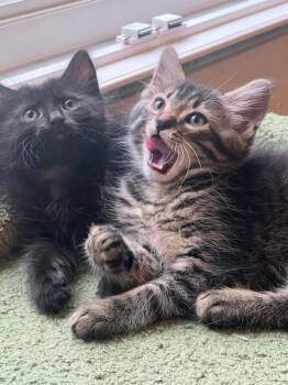 Cagney and Lacey -  Domestic Medium Hair Cat Available for Adoption in New York, New York - Cagney And Lacey | PetCurious