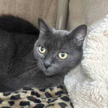 Domestic Short Hair Cats Available for Adoption - Grace | PetCurious