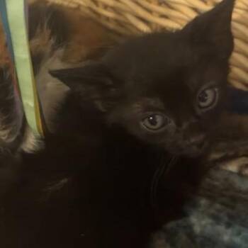 Jimmy -  Domestic Short Hair Cat for Adoption in Santa Rosa Beach, Florida - Jimmy | PetCurious