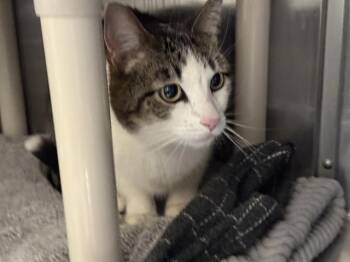 Domestic Short Hair Cats Available for Adoption in Frisco, Colorado - BEANS | PetCurious