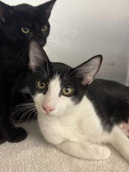Gandalf -  Domestic Short Hair Cat for Adoption in Hilton Head Island, South Carolina - Gandalf | PetCurious