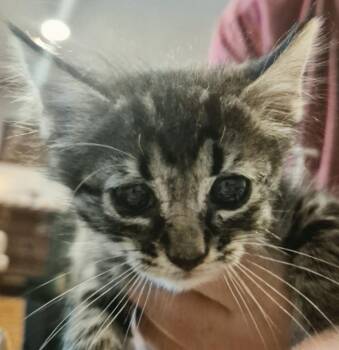 Nancy -  Domestic Short Hair Cat for Adoption in San Antonio, Texas - Nancy | PetCurious