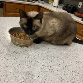 Siamese and Domestic Short Hair Cats Available for Adoption in Dallas, Texas - Max 0402 | PetCurious