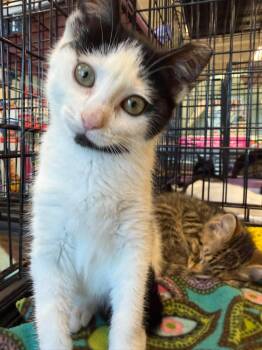 Daffy Duck -  Domestic Short Hair Cat for Adoption in Cleveland, Ohio - Daffy Duck | PetCurious
