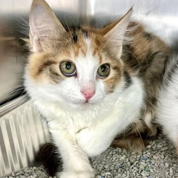 Matty -  Domestic Medium Hair Cat for Adoption in Matteson, Illinois - Matty | PetCurious
