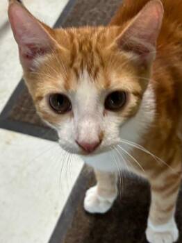 Rusty De. -  Domestic Short Hair Cat for Adoption in West Peoria, Illinois - Rusty De. | PetCurious