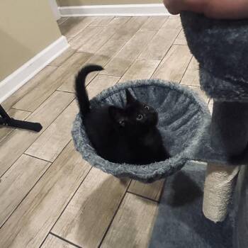 Oakley 2 -  Domestic Short Hair Cat for Adoption - Oakley 2 | PetCurious