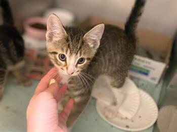 SOUP -  Domestic Short Hair Cat for Adoption in Fort Wayne, Indiana - SOUP | PetCurious