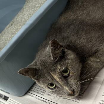Ahsoka -  Domestic Short Hair Cat for Adoption in Corbin, Kentucky - Ahsoka | PetCurious