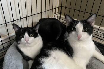 Domestic Short Hair Cats Available for Adoption in Huntington Beach, California - Tiny And Sweetie | PetCurious