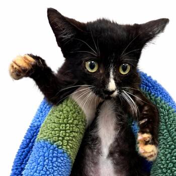 Dez -  Domestic Short Hair Cat for Adoption in Columbiana, Alabama - Dez | PetCurious