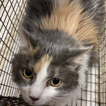 A612975 -  Domestic Long Hair Cat for Adoption in Modesto, California - A612975 | PetCurious