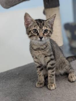 Tabitha -  Domestic Short Hair Cat for Adoption in Tilton, Illinois - Tabitha | PetCurious