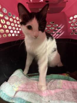 Oreo -  Domestic Short Hair Cat for Adoption in Pendleton, Oregon - Oreo | PetCurious