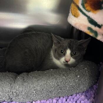 Bridey -  Domestic Short Hair Cat for Adoption in Charlottesville, Virginia - Bridey | PetCurious