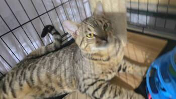 Rescue Tabby and Bengal Cats for Adoption in Fort Erie, Ontario - Jerry | PetCurious