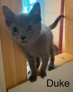 Duke aka Little Gray boy G. -  Domestic Short Hair Cat for Adoption in West Peoria, Illinois - Duke Aka Little Gray Boy G. | PetCurious