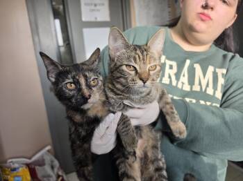 Jet-Q -  Domestic Short Hair Cat for Adoption in Metamora, Illinois - Jet-Q | PetCurious