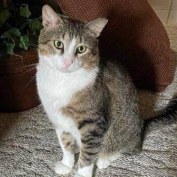Ace -  Domestic Short Hair Cat for Adoption in Sarasota, Florida - Ace | PetCurious