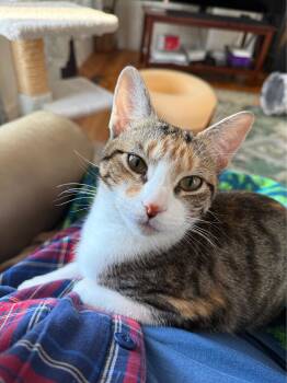 Noel -  Domestic Short Hair Cat for Adoption in Enfield, Connecticut - Noel | PetCurious