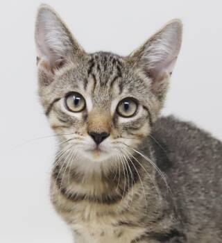Hunter is our hunky hunk - OLD ENOUGH TO GO SOLO TOO -  Bengal and Tabby Cat for Adoption in Bedford Hills, New York - Hunter Is Our Hunky Hunk - OLD ENOUGH TO GO SOLO TOO | PetCurious