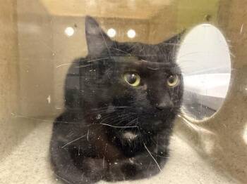 BARN CAT PATCH -  Domestic Short Hair Cat for Adoption in Kent, Washington - BARN CAT PATCH | PetCurious