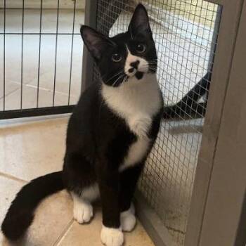 Veronica -  Tuxedo and Domestic Short Hair Cat for Adoption in Columbia, South Carolina - Veronica | PetCurious