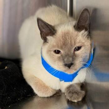 Siamese and Domestic Short Hair Cats Available for Adoption in Fort Worth, Texas - Zephyr | PetCurious