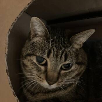 Domestic Short Hair Cats Available for Adoption in Idaho Falls, Idaho - Kakitty | PetCurious