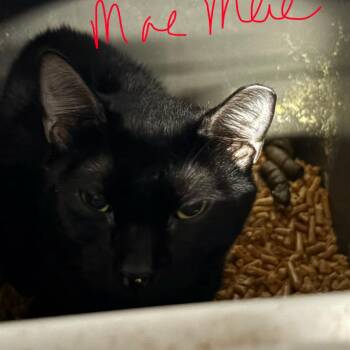 Mae Mae -  Domestic Short Hair Cat for Adoption in Valdosta, Georgia - Mae Mae | PetCurious